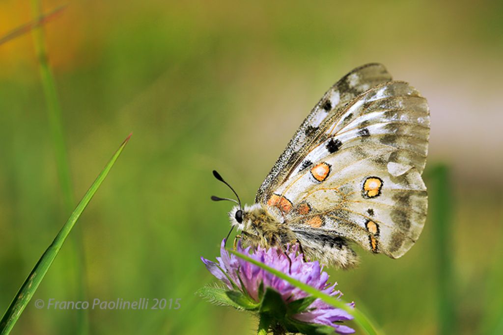 Parnassius apollo nevadensis